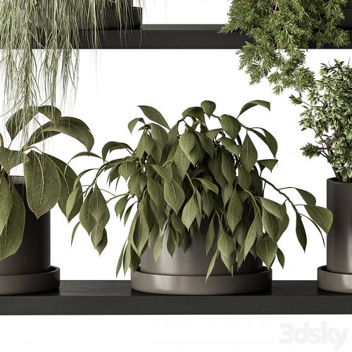 indoor Plant 466 - Small Plant pot