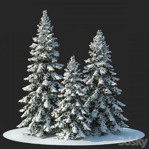 Winter spruces (Winter spruces)