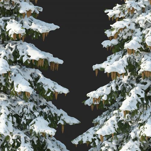 Winter spruces (Winter spruces)