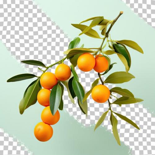 Citrus Fruit