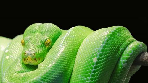 Udemy - Python Development Essentials