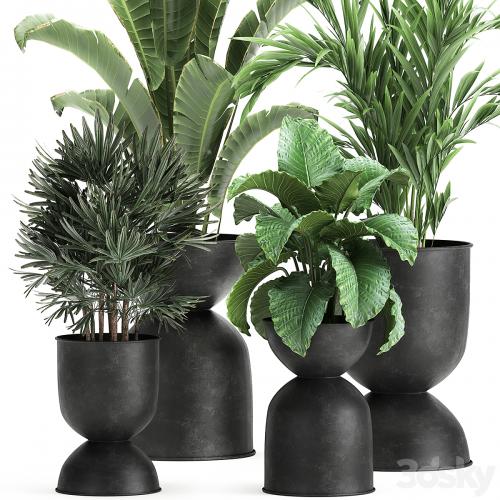 Collection of plants in black metal pots with Strelitzia, banana palm, Alokasia, rapeseed. Set 897.