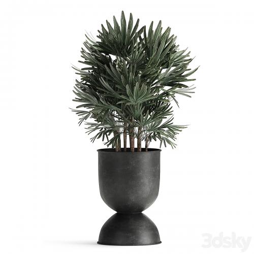 Collection of plants in black metal pots with Strelitzia, banana palm, Alokasia, rapeseed. Set 897.