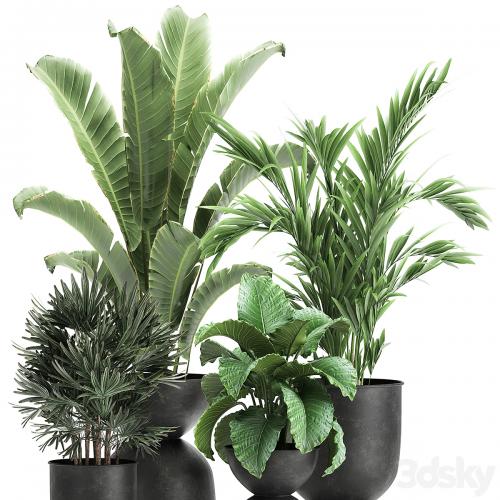 Collection of plants in black metal pots with Strelitzia, banana palm, Alokasia, rapeseed. Set 897.