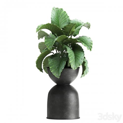 Collection of plants in black metal pots with Strelitzia, banana palm, Alokasia, rapeseed. Set 897.