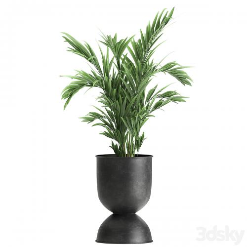 Collection of plants in black metal pots with Strelitzia, banana palm, Alokasia, rapeseed. Set 897.