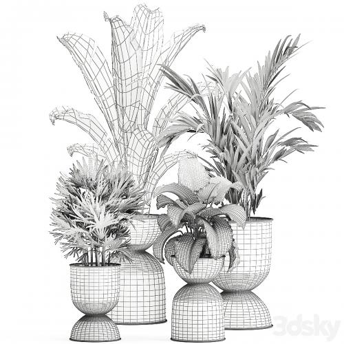 Collection of plants in black metal pots with Strelitzia, banana palm, Alokasia, rapeseed. Set 897.