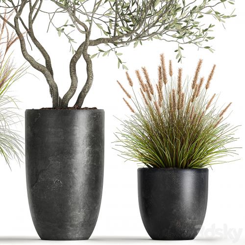 A set of plants in outdoor pots with an olive tree, a reed, a bush and a sapling. 1052