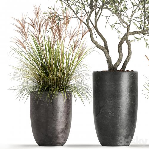 A set of plants in outdoor pots with an olive tree, a reed, a bush and a sapling. 1052