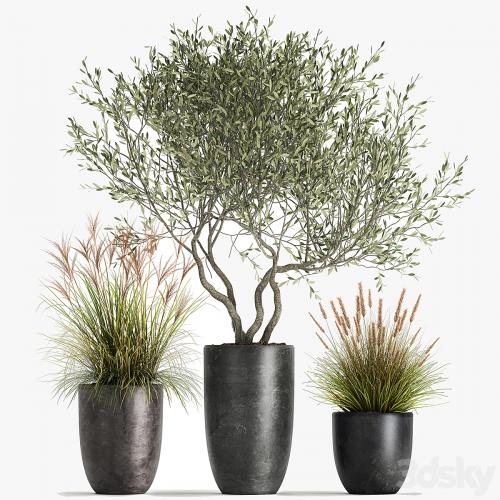 A set of plants in outdoor pots with an olive tree, a reed, a bush and a sapling. 1052