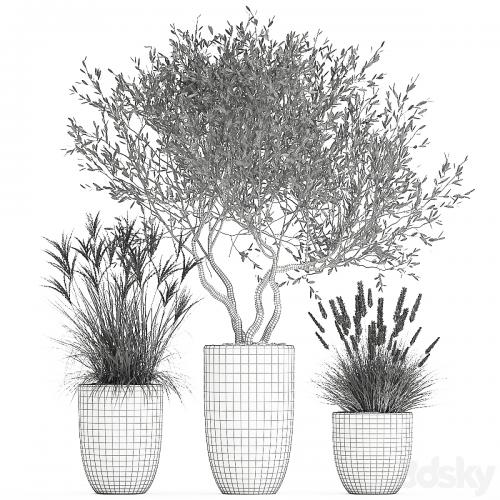 A set of plants in outdoor pots with an olive tree, a reed, a bush and a sapling. 1052