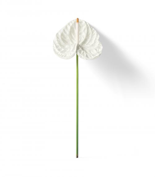 Creatoom -  White Anthurium V3 Front View