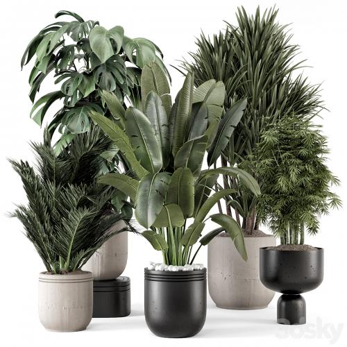 Indoor Plants in rusty Concrete Pot - Set 1331