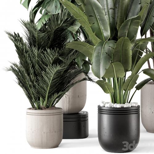 Indoor Plants in rusty Concrete Pot - Set 1331