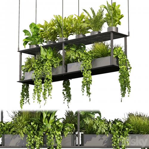 Collection plant vol 439 - hanging - ampelous - palm - - pothos