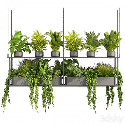 Collection plant vol 439 - hanging - ampelous - palm - - pothos