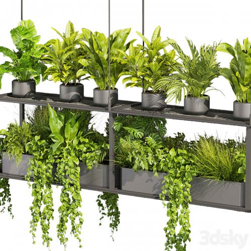 Collection plant vol 439 - hanging - ampelous - palm - - pothos