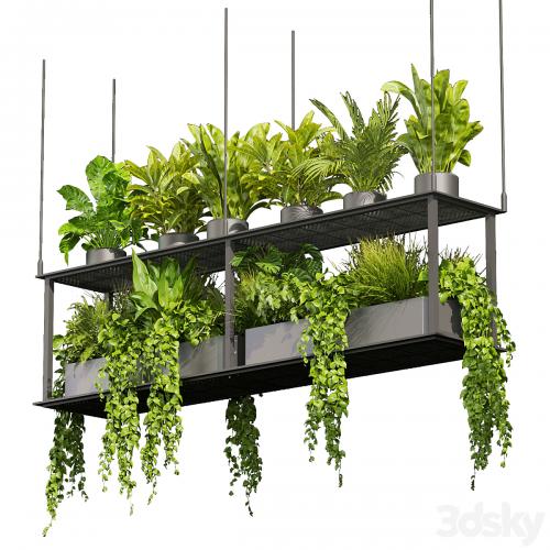 Collection plant vol 439 - hanging - ampelous - palm - - pothos