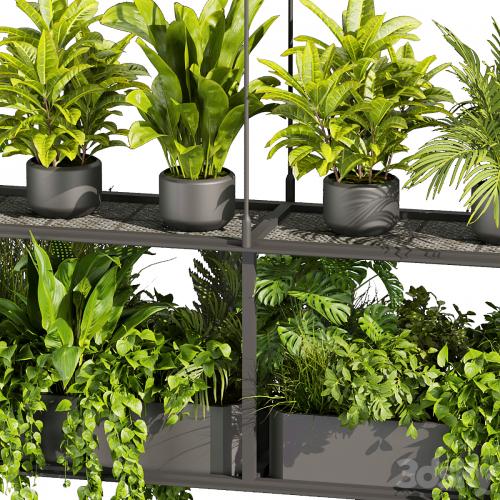 Collection plant vol 439 - hanging - ampelous - palm - - pothos