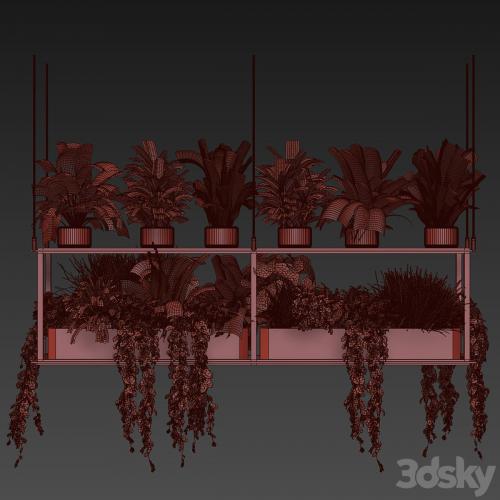 Collection plant vol 439 - hanging - ampelous - palm - - pothos