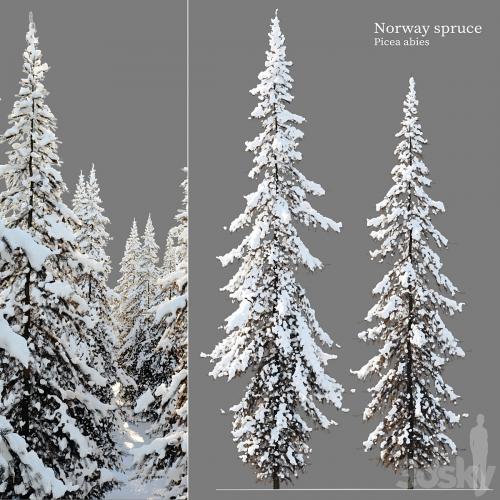 Winter Norway Spruce 02