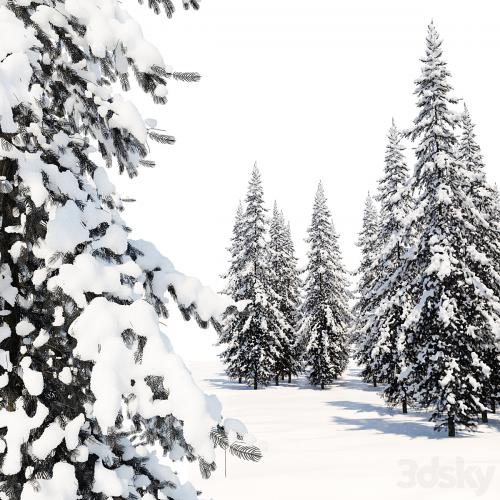 Winter Norway Spruce 02