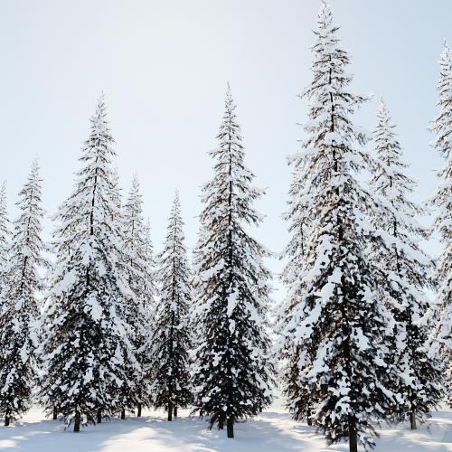 Winter Norway Spruce 02