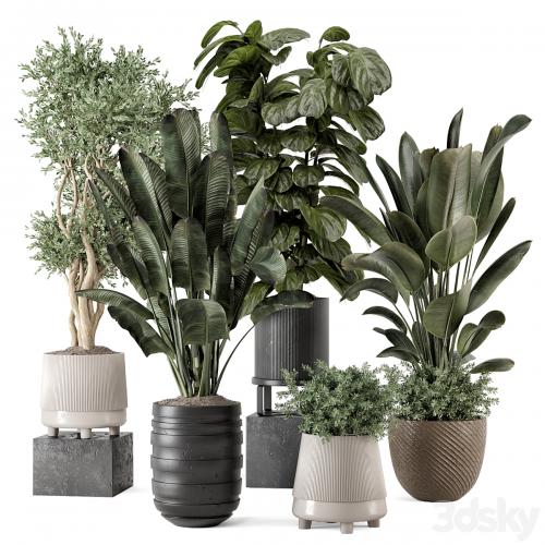 Indoor Plants in rusty Concrete Pot - Set 1291