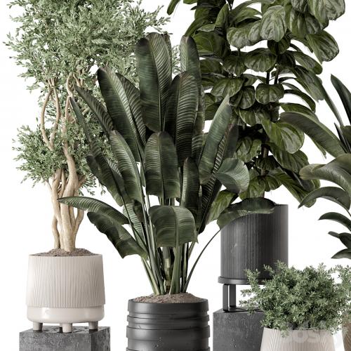 Indoor Plants in rusty Concrete Pot - Set 1291