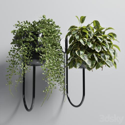 collection Indoor plant 101 vase metal stand wall plant