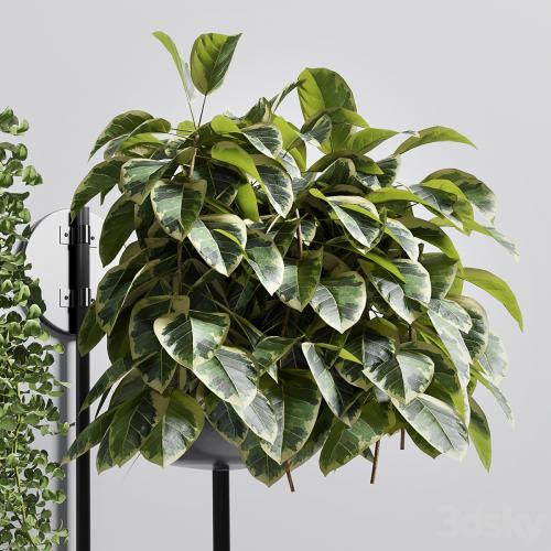 collection Indoor plant 101 vase metal stand wall plant