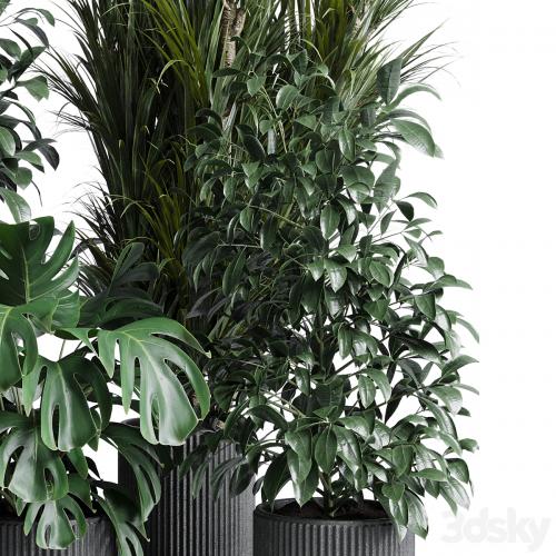 indoor plant set 308 pot palm ficus rubbery monstera concrete dirt vase