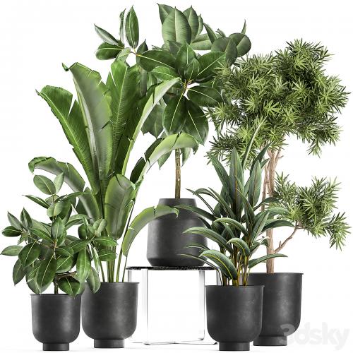 Collection of plants in black pots with Fiucus tree, Banana palm, Strelitzia. Set 855.