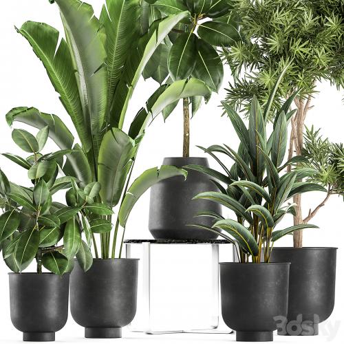 Collection of plants in black pots with Fiucus tree, Banana palm, Strelitzia. Set 855.