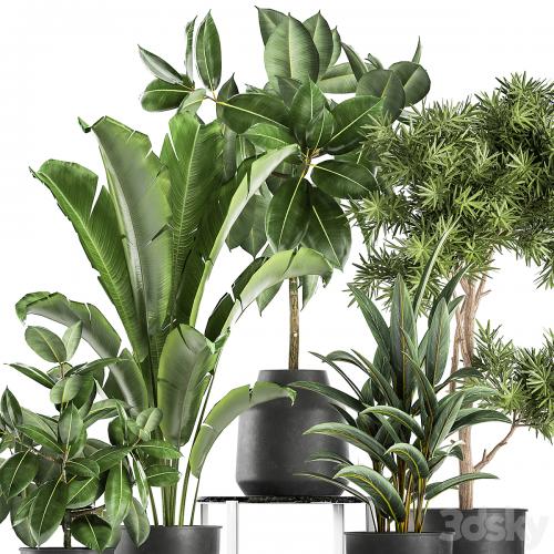 Collection of plants in black pots with Fiucus tree, Banana palm, Strelitzia. Set 855.