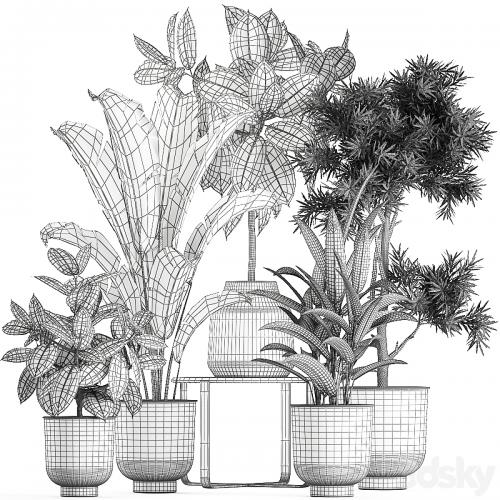 Collection of plants in black pots with Fiucus tree, Banana palm, Strelitzia. Set 855.