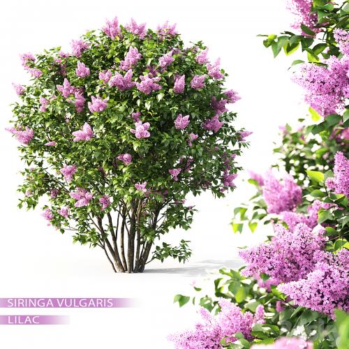 Syringa