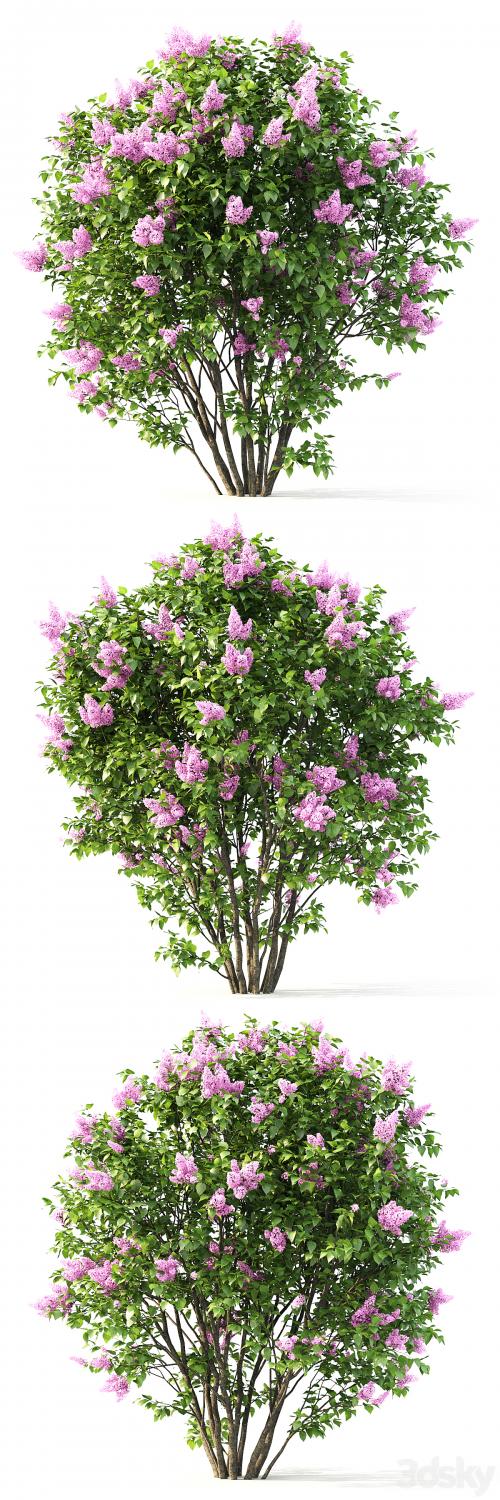 Syringa