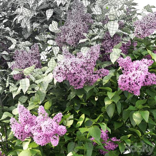 Syringa