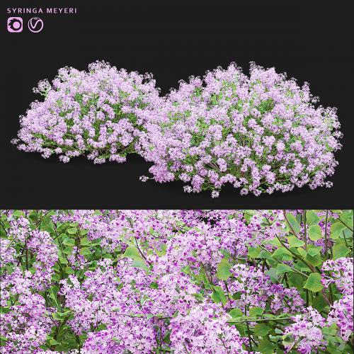 Mayers lilac bushes | Syringa meyeri