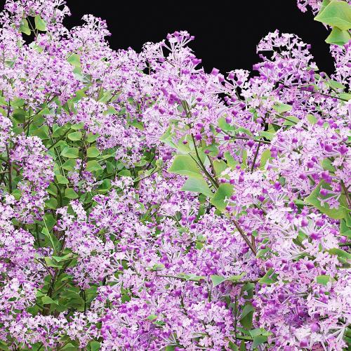 Mayers lilac bushes | Syringa meyeri