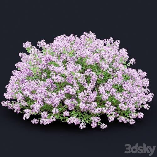 Mayers lilac bushes | Syringa meyeri