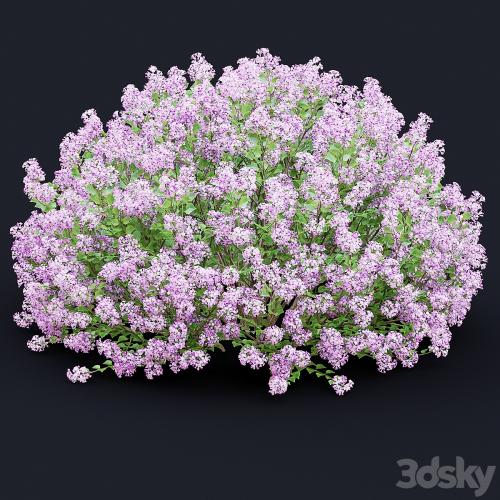 Mayers lilac bushes | Syringa meyeri