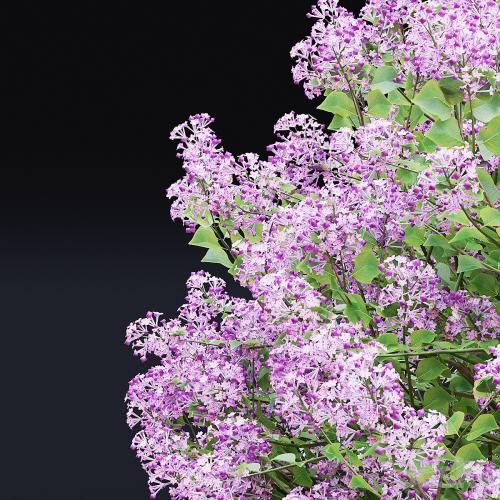 Mayers lilac bushes | Syringa meyeri