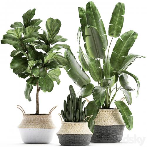 A collection of beautiful plants in black and white baskets with banana palm, Strelitzia, Ficus lirata, cactus. Set 861.