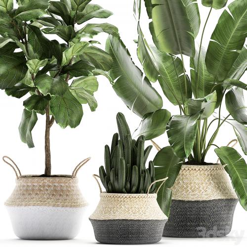 A collection of beautiful plants in black and white baskets with banana palm, Strelitzia, Ficus lirata, cactus. Set 861.