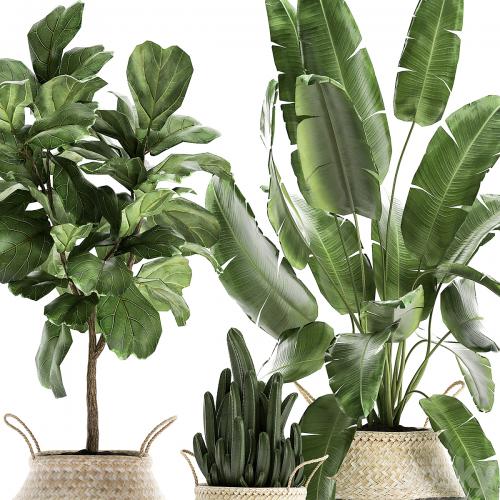 A collection of beautiful plants in black and white baskets with banana palm, Strelitzia, Ficus lirata, cactus. Set 861.