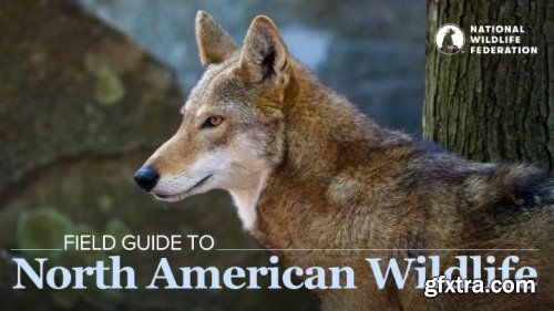 TTC - Field Guide to North American Wildlife