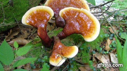 Udemy - Mushrooms for Health