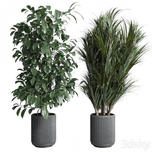 indoor plant set 308 pot palm ficus rubbery monstera concrete dirt vase